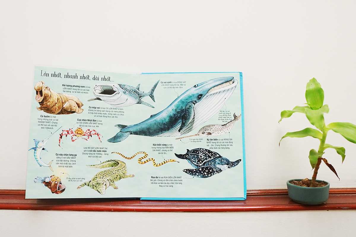 Big Book Of Sea Creatures – Cuốn Sách Khổng Lồ Về Các Loài Động Vật Biển