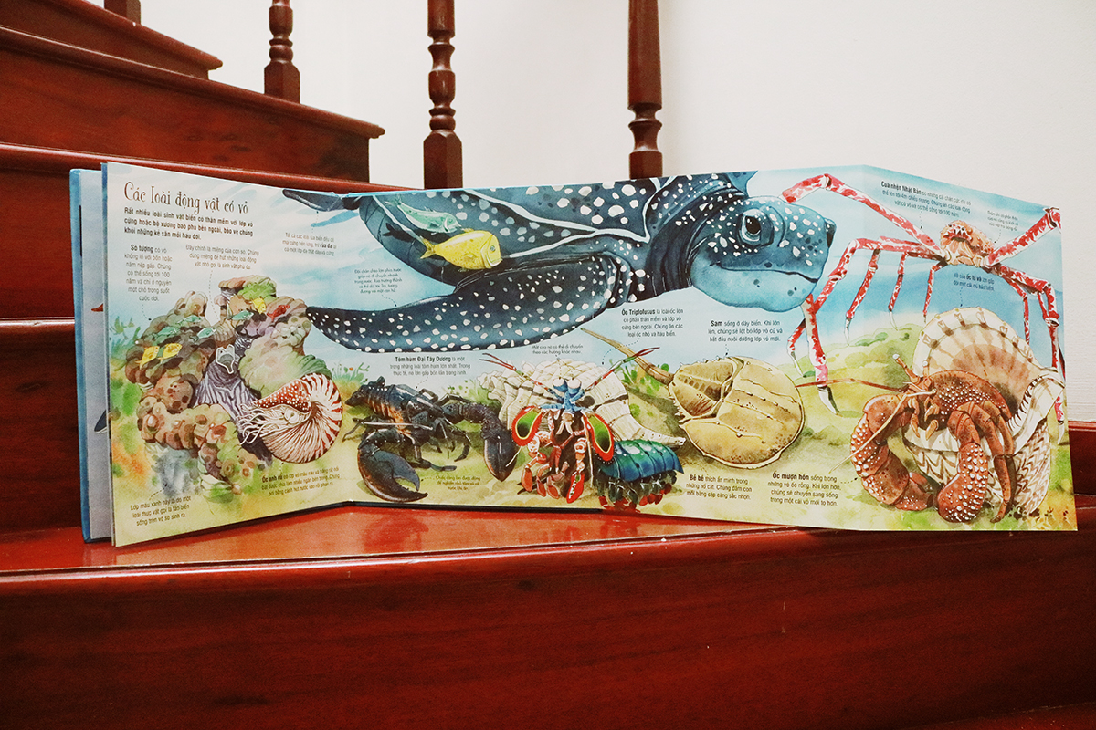 Big Book Of Sea Creatures – Cuốn Sách Khổng Lồ Về Các Loài Động Vật Biển