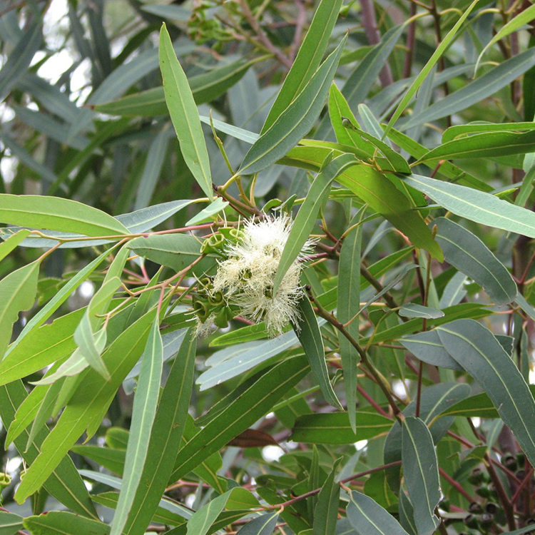 Cao Dán Thải Độc ATZ Eucalyptus