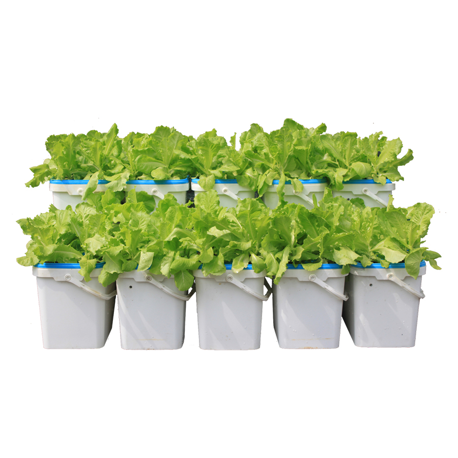 Bộ 10 thùng trồng thủy canh rau ăn lá - Hợp Trí Growbox Leafy Kit 10