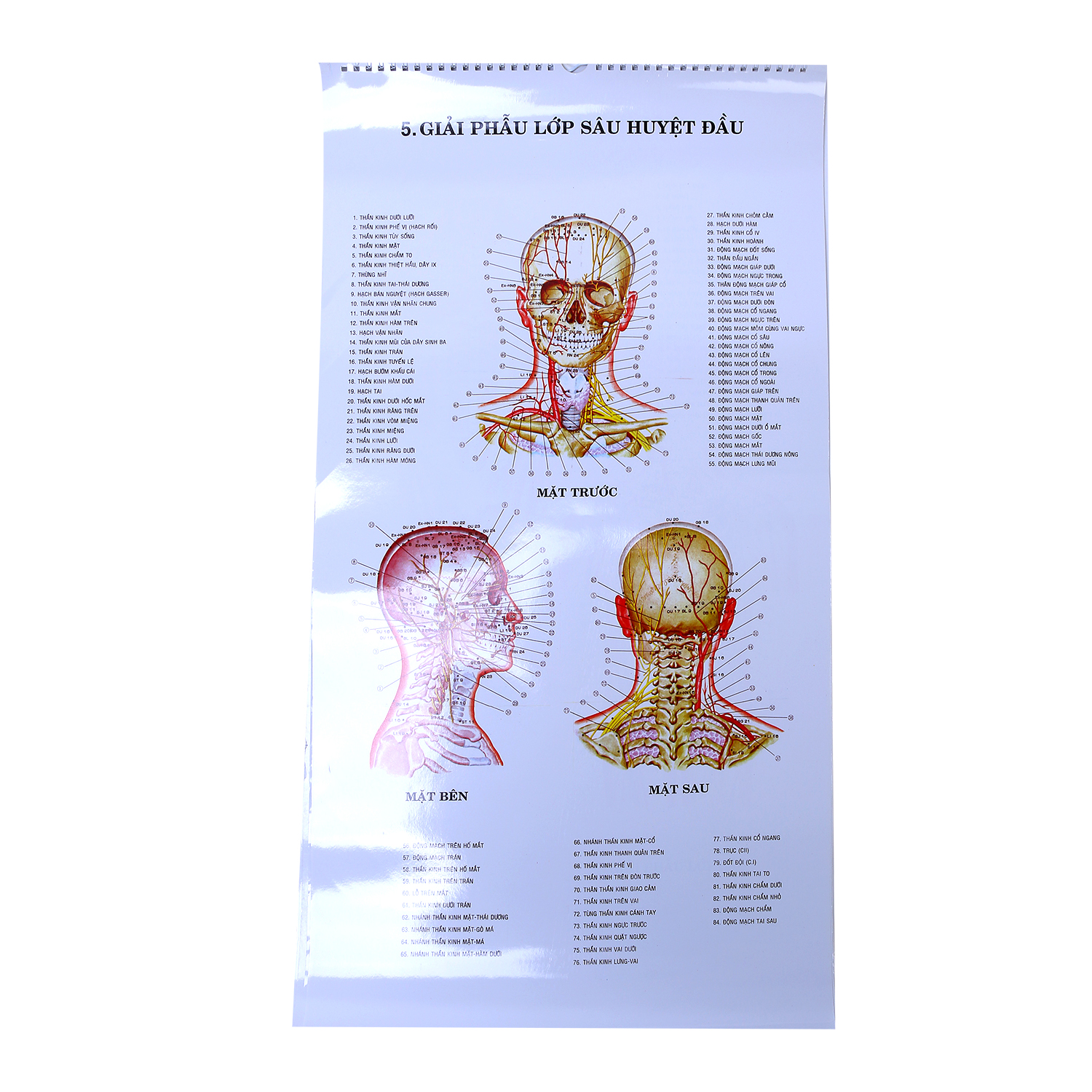 Tranh Châm Cứu Giải Phẫu Thực Dụng