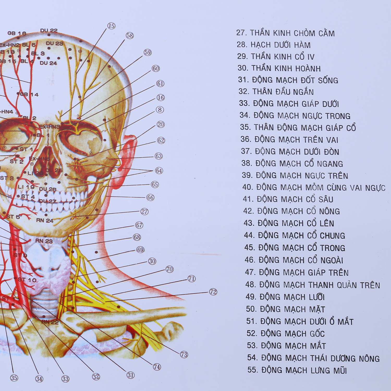 Tranh Châm Cứu Giải Phẫu Thực Dụng