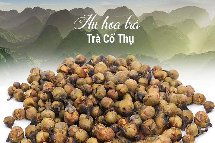 Nụ Hoa Trà - Trà Cổ Thụ