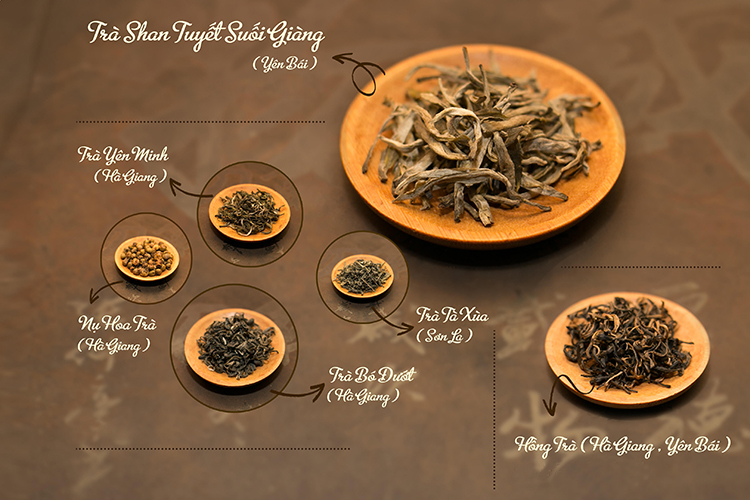 Trà Xanh Yên Minh - Shan Tuyết Cổ Thụ Tây Côn Lĩnh Hà Giang