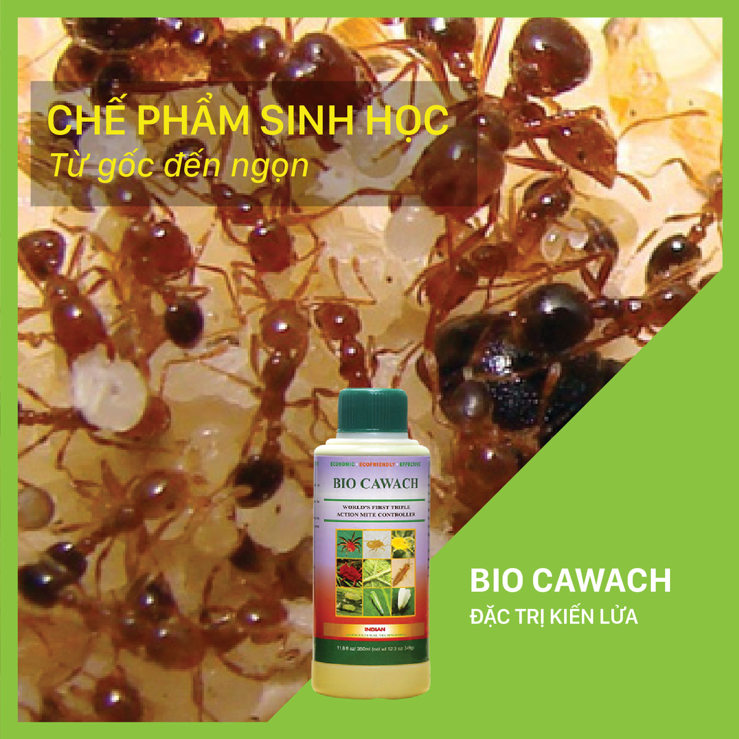 Bio Cawach - Chai 350 ml đặc trị kiến lửa tấn công cây trồng