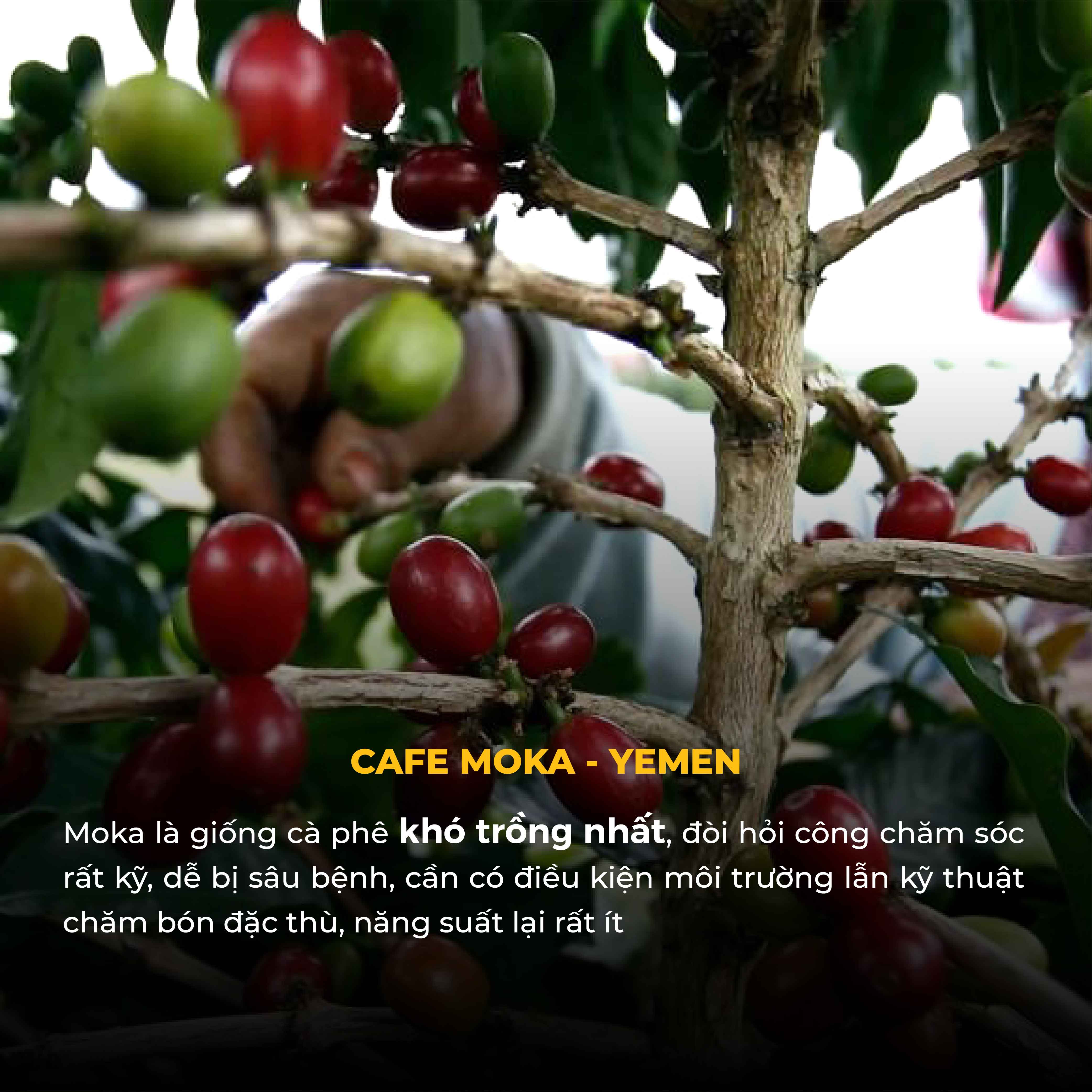 Combo Cà Phê Bột TORO MOKA YEMEN CẦU ĐẤT và ROBUSTA