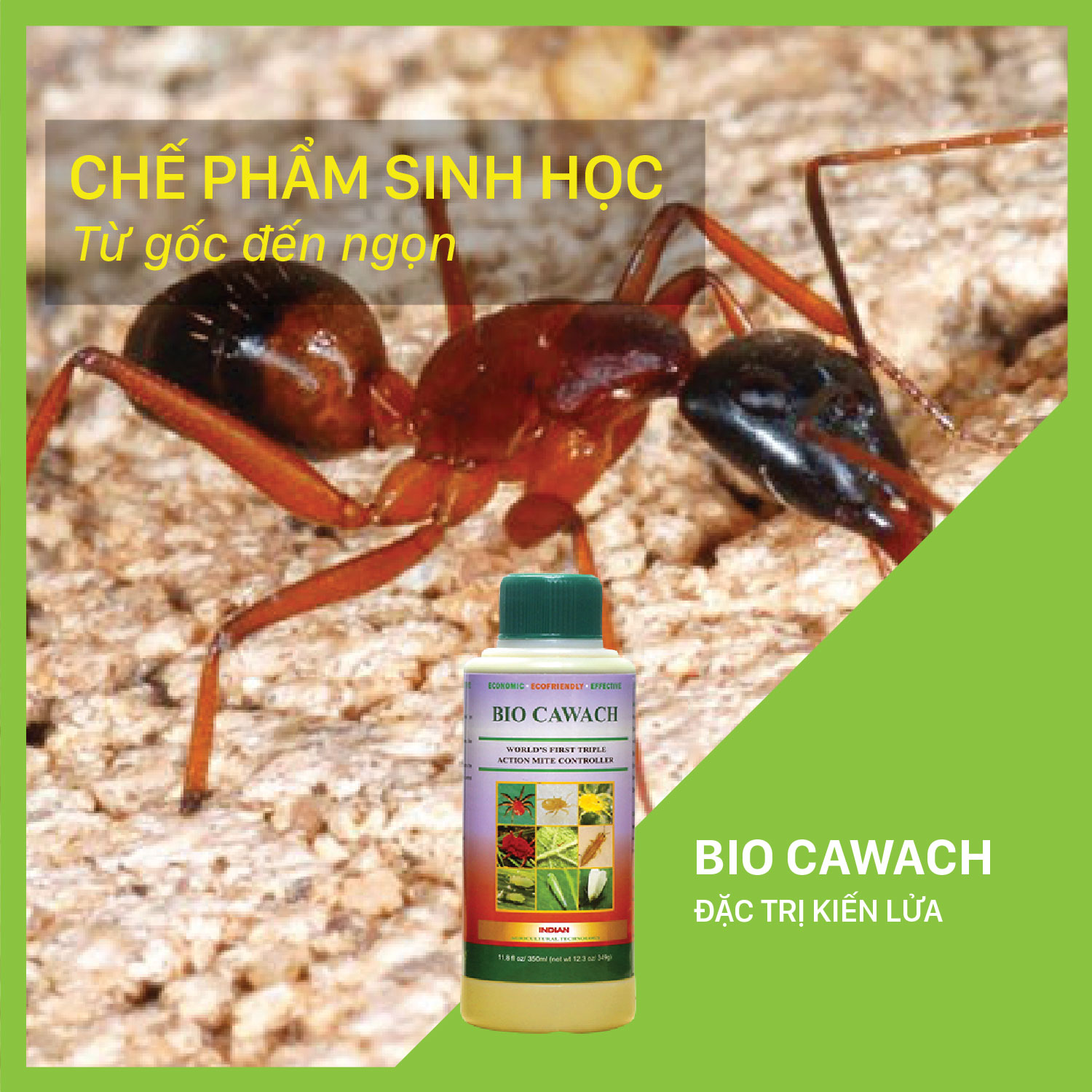 Bio Cawach - Chai 350 ml đặc trị kiến lửa tấn công cây trồng