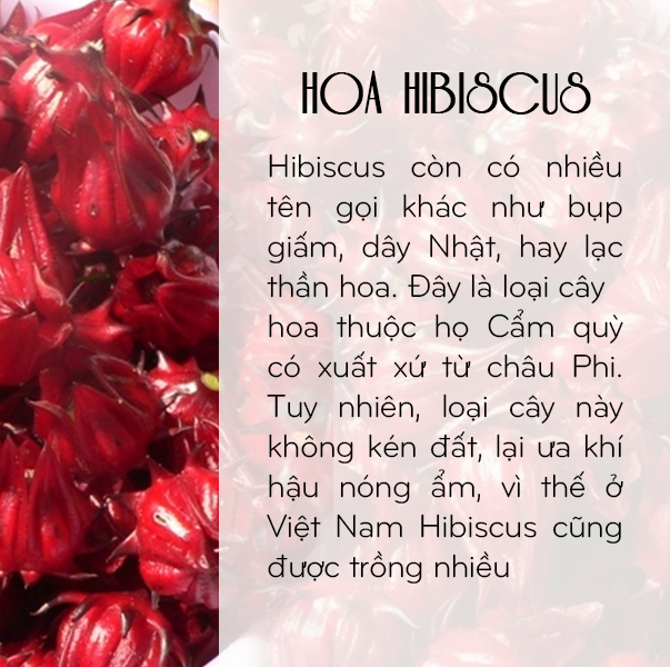 [100GR] Trà Hoa Hibiscus Toro 100% Thiên Nhiên | TORO FARM