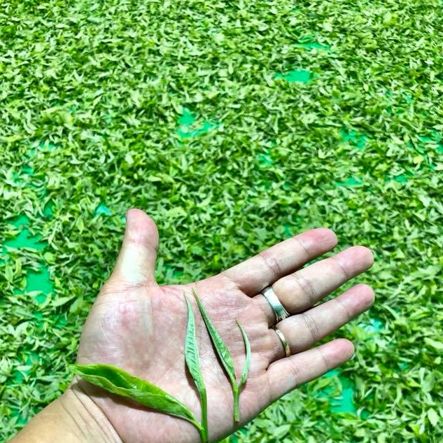 Trà Shan Tuyết Cổ Thụ Hữu Cơ - Đặc Sản Giàng B