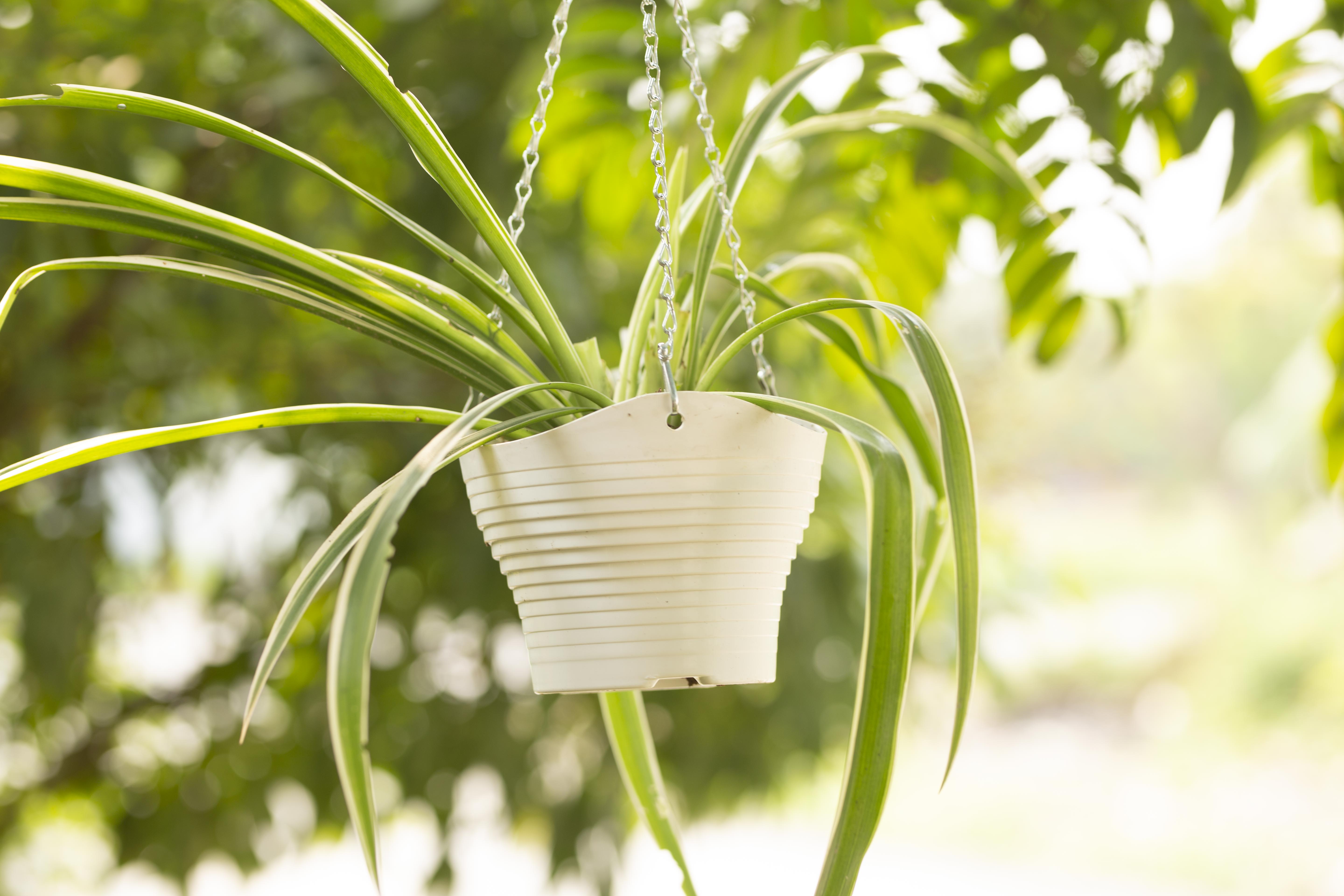 5 Chậu Sóng Trồng Hoa Bằng Nhựa Có Móc Treo Đường Kính Miệng 18cm