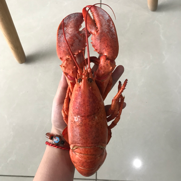 Tôm Hùm Alaska/Canada Chín Con 450g