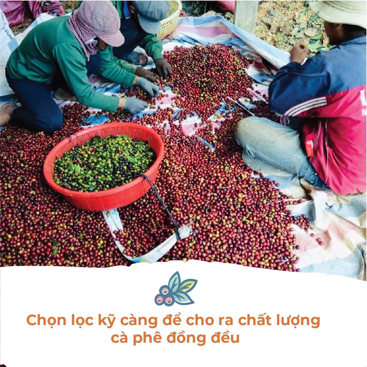 Hình ảnh Cà Phê Phin Cầu Đất (Arabica & Robusta) Rang Xay Mộc Sạch Nguyên Chất Chuẩn Gu Người Việt - Túi 250Gr (Dạng Bột)