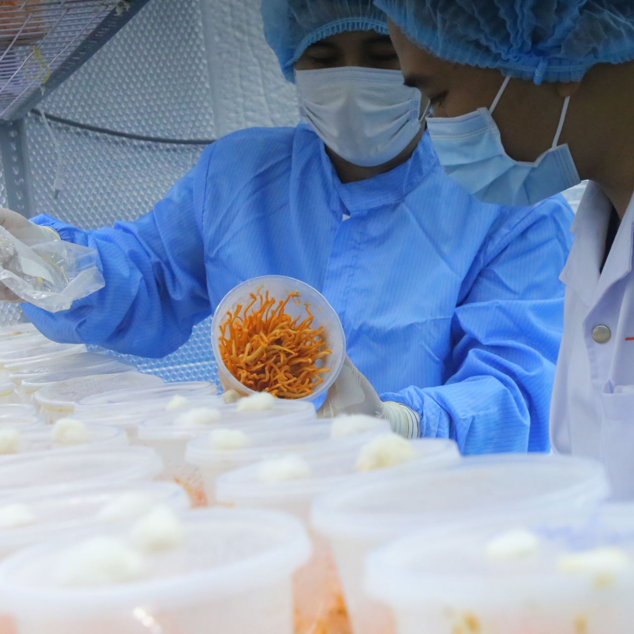 Đông Trùng Hạ Thảo sấy thăng hoa lạnh hũ 10g