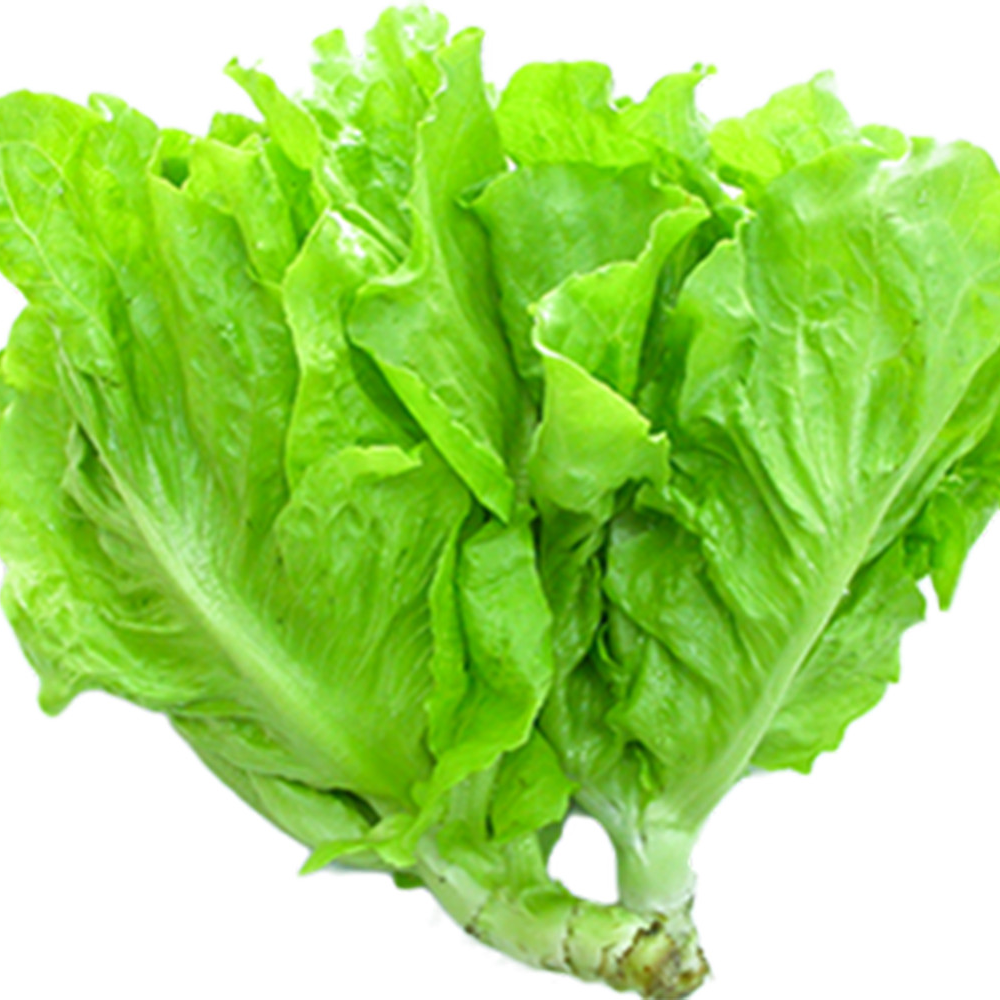 Hạt Giống Rau XÀ LÁCH Xoăn Xanh Chất Lượng Cao Gói 5Gr - RL033