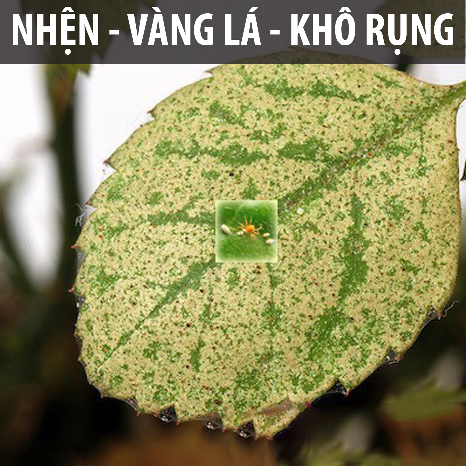 Dầu neem hữu cơ DOCNEEM phòng trị sâu bệnh hoa hồng, phong lan, cây cảnh, dầu neem oil nguyên chất ép lạnh 100ml