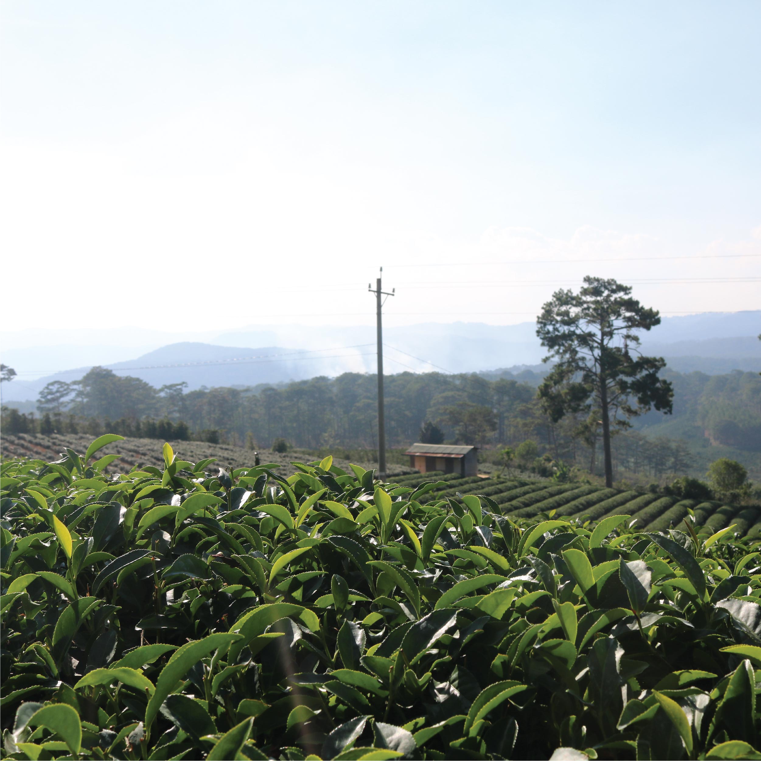 Trà Lài Cầu Đất - Túi 150Gr (Trà Hoa Nhài - Jasmine Tea)