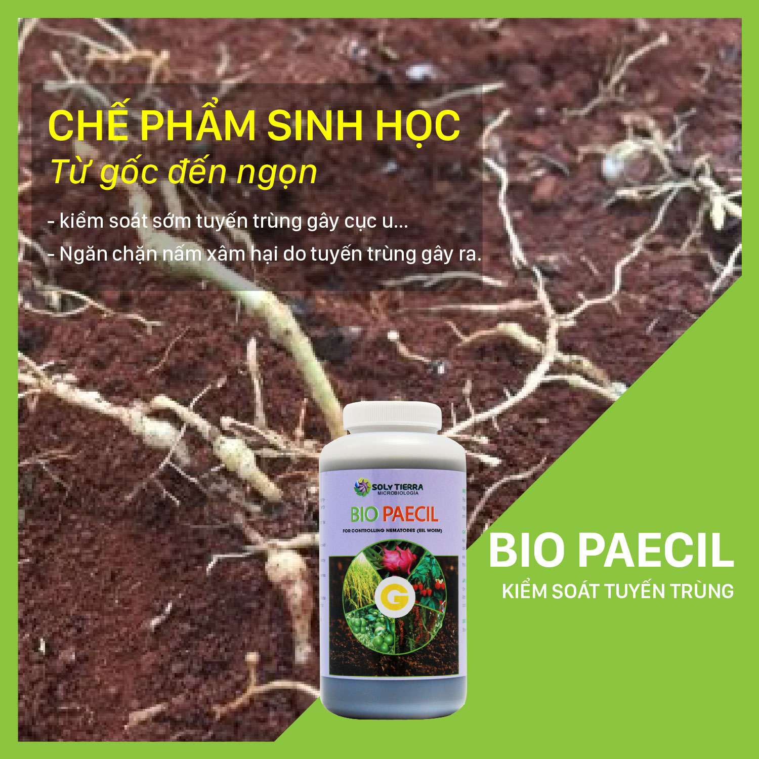 Vi sinh đặc trị tuyến trùng hại rễ Bio Paecil - NSX Sun & Earth Microbiology - Chai 1 quarter (≈ 1 lít)