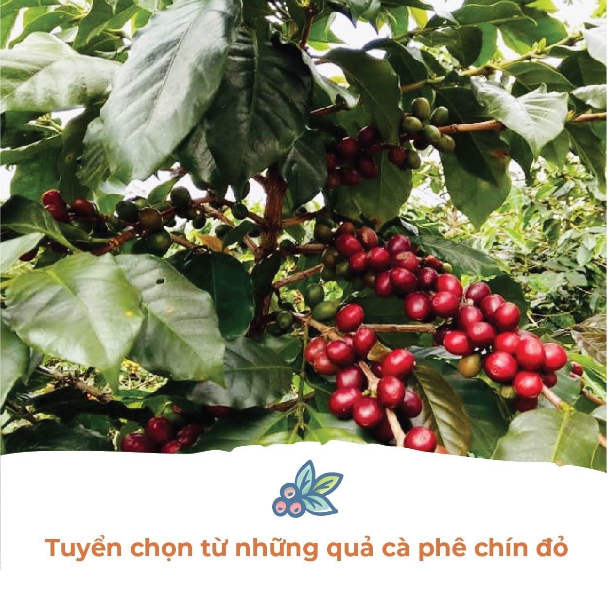 Cà phê Robusta Lâm Đồng rang mộc sạch nguyên chất - Túi 250Gr (Dạng Bột)