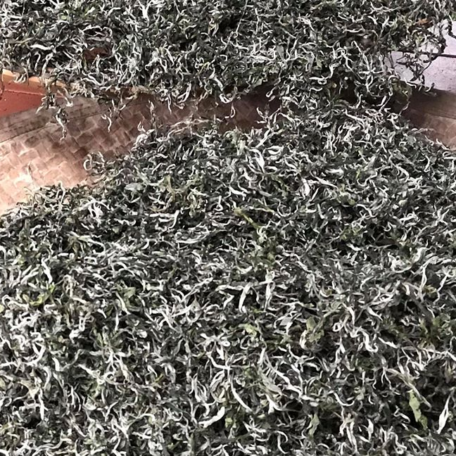 Trà Shan Tuyết Cổ Thụ Hữu Cơ - Đặc Sản Giàng B