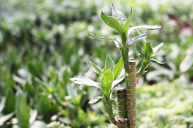 Phân Bón Thông Minh Rynan Flowermate 230 (Túi lọc 90g) - Dùng Cho Các Loại Hoa Kiểng Lá (Bonsai, Kim Ngân, Trầu Bà, Sen Súng, Cây Thủy Sinh...)