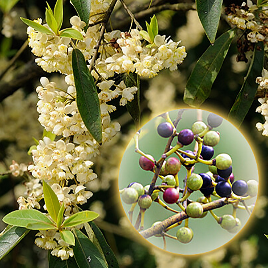 Tinh Dầu Màng Tang - Maychang Essential Oil - Hoa Thơm Cỏ lạ