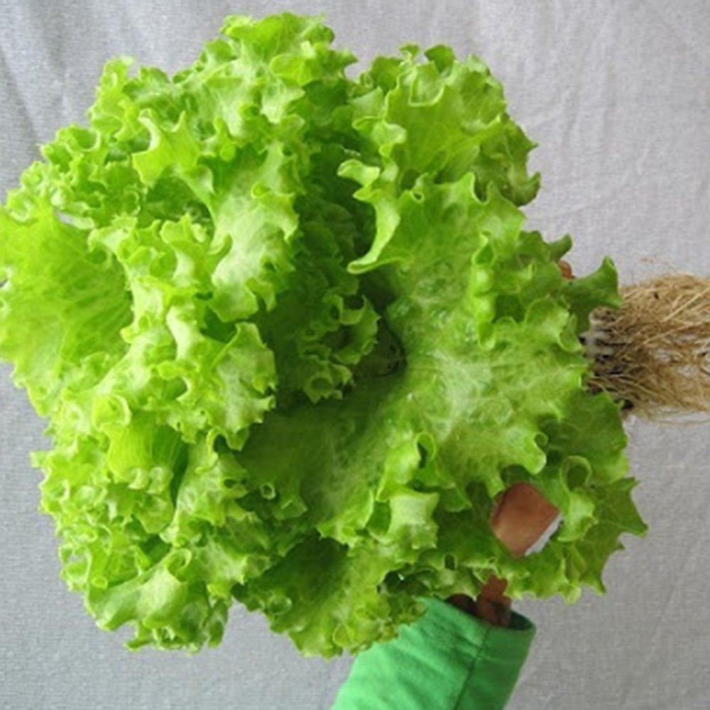 Hạt Giống Rau XÀ LÁCH Xoăn Xanh Chất Lượng Cao Gói 5Gr - RL033
