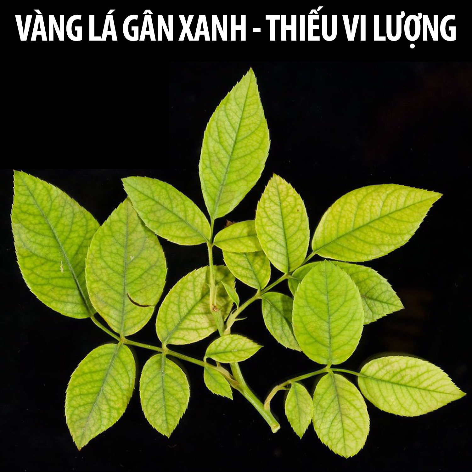 Dầu neem hữu cơ DOCNEEM phòng trị sâu bệnh hoa hồng, phong lan, cây cảnh, dầu neem oil nguyên chất ép lạnh 100ml