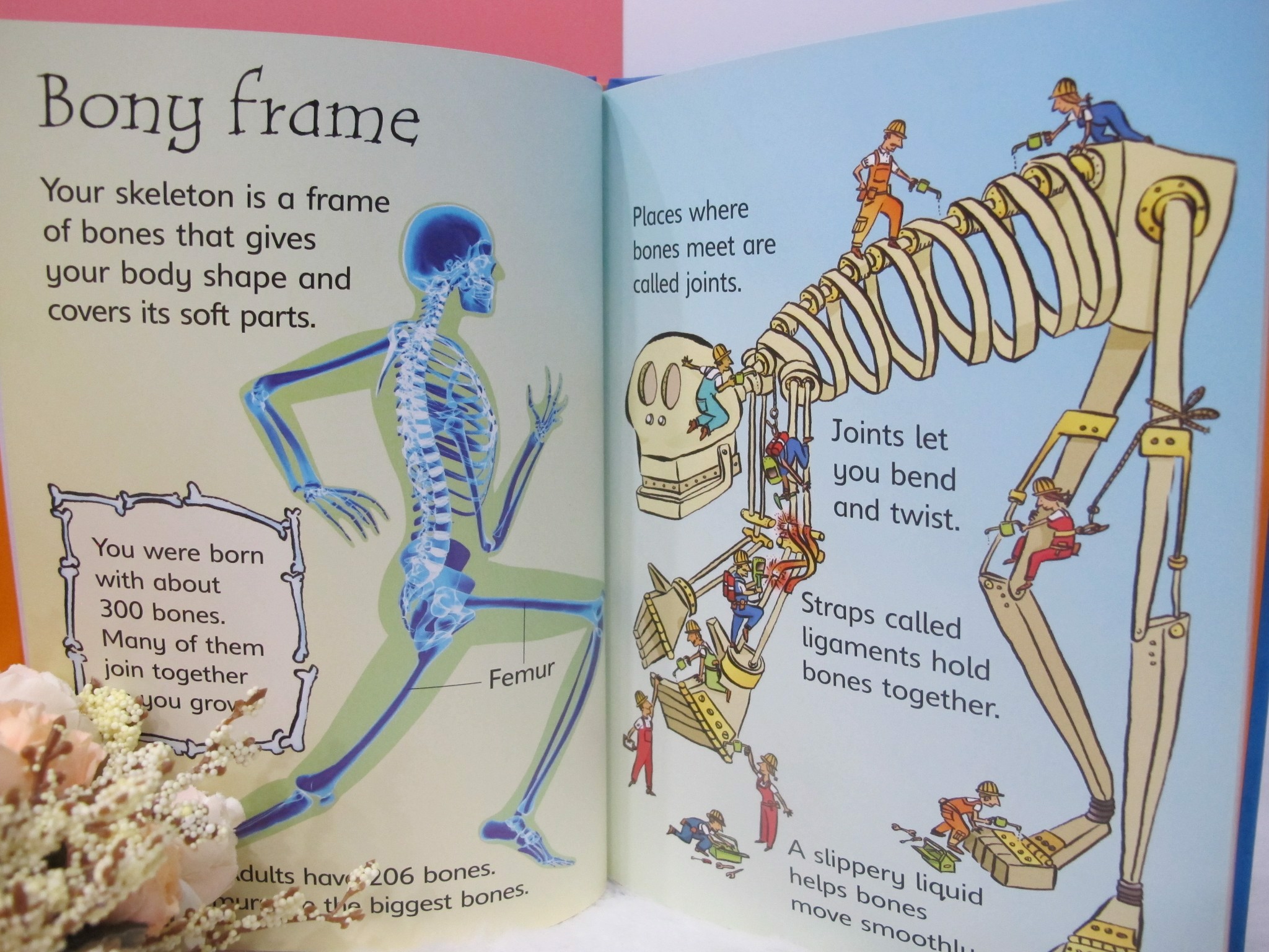 Usborne Beginners: Your Body (Hardback)