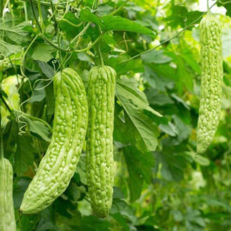 Túi 12 Hạt Giống Mướp Đắng - MD01