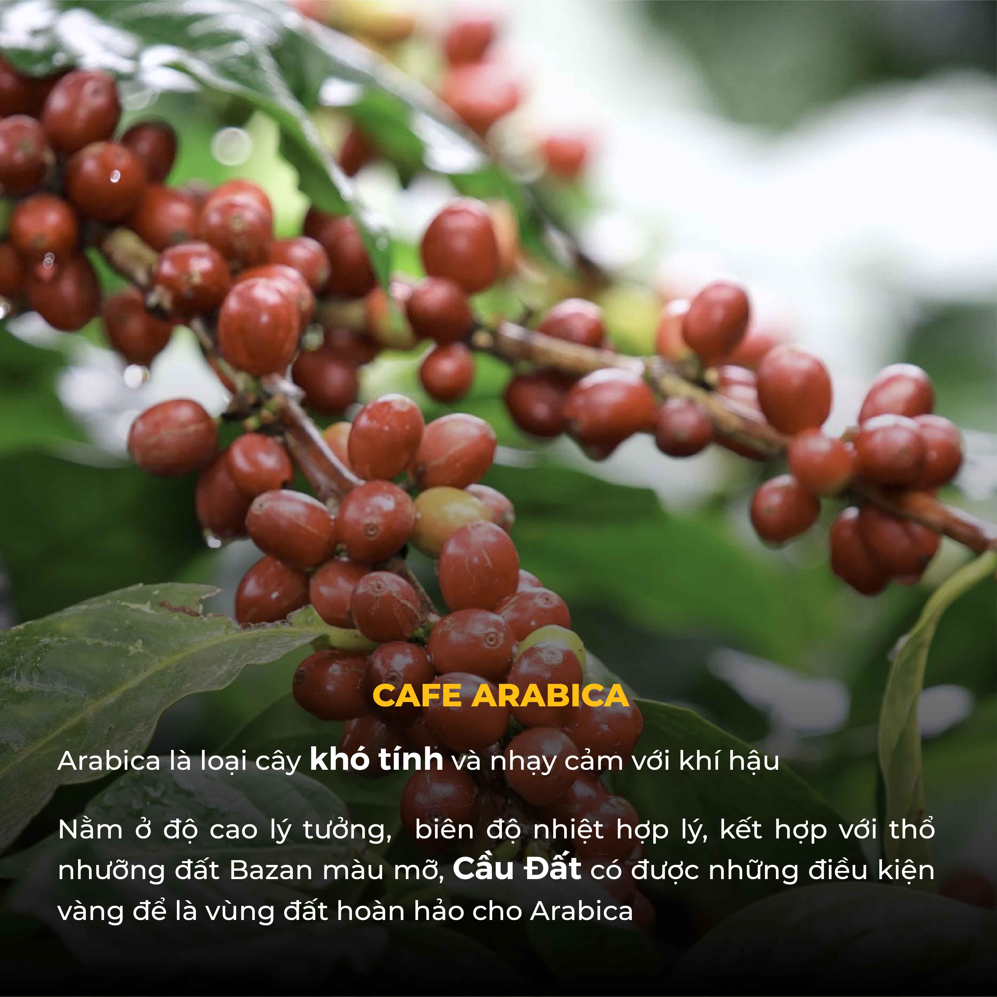 Combo Cà Phê Bột ARABICA Thượng Hạng & Culi Robusta