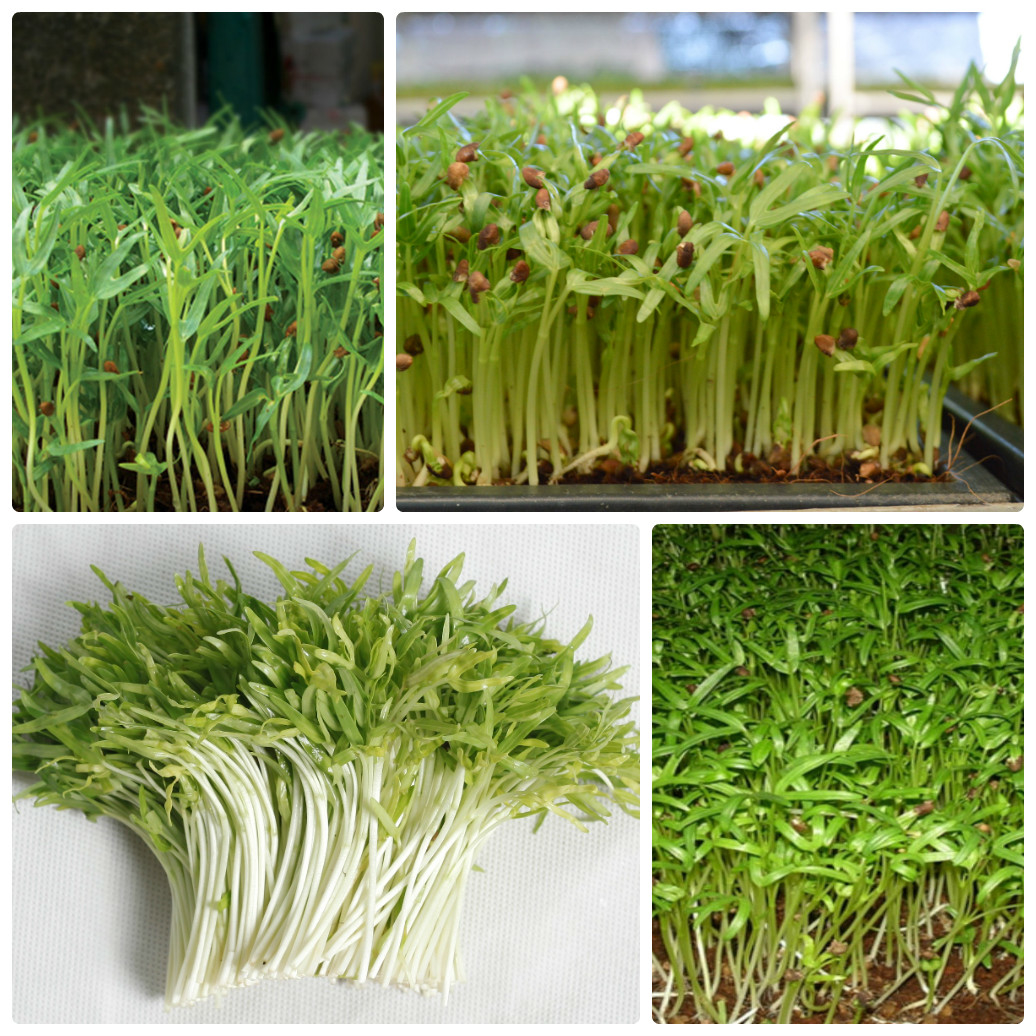 Hạt Giống Mầm Rau Muống Dễ Trồng Gói 50Gr RM01
