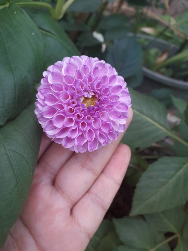 Hạt Giống Hoa Thược Dược Tổ Ong - Nảy Mầm Cực Chuẩn