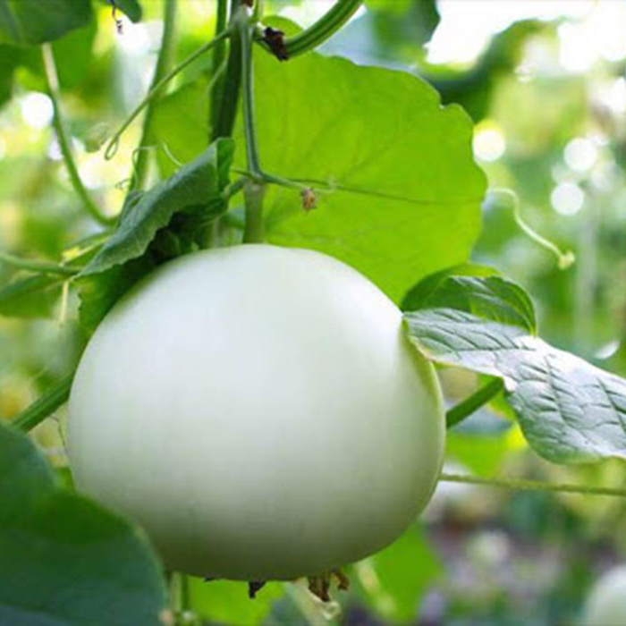 Hạt Giống Cao Sản Dưa Lê SIÊU NGỌT Chất Lượng Cao , Chống Chịu Sâu Bệnh Tốt , Dễ Trồng RQ027