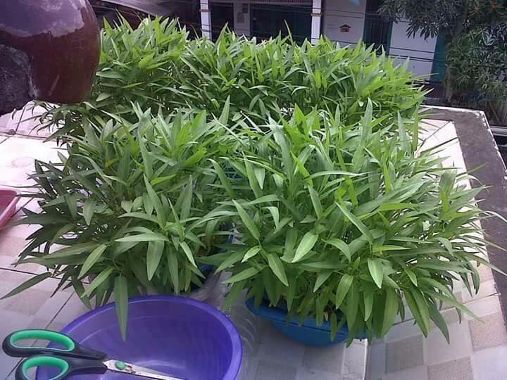 Hạt Giống Rau Muống Thái Lan