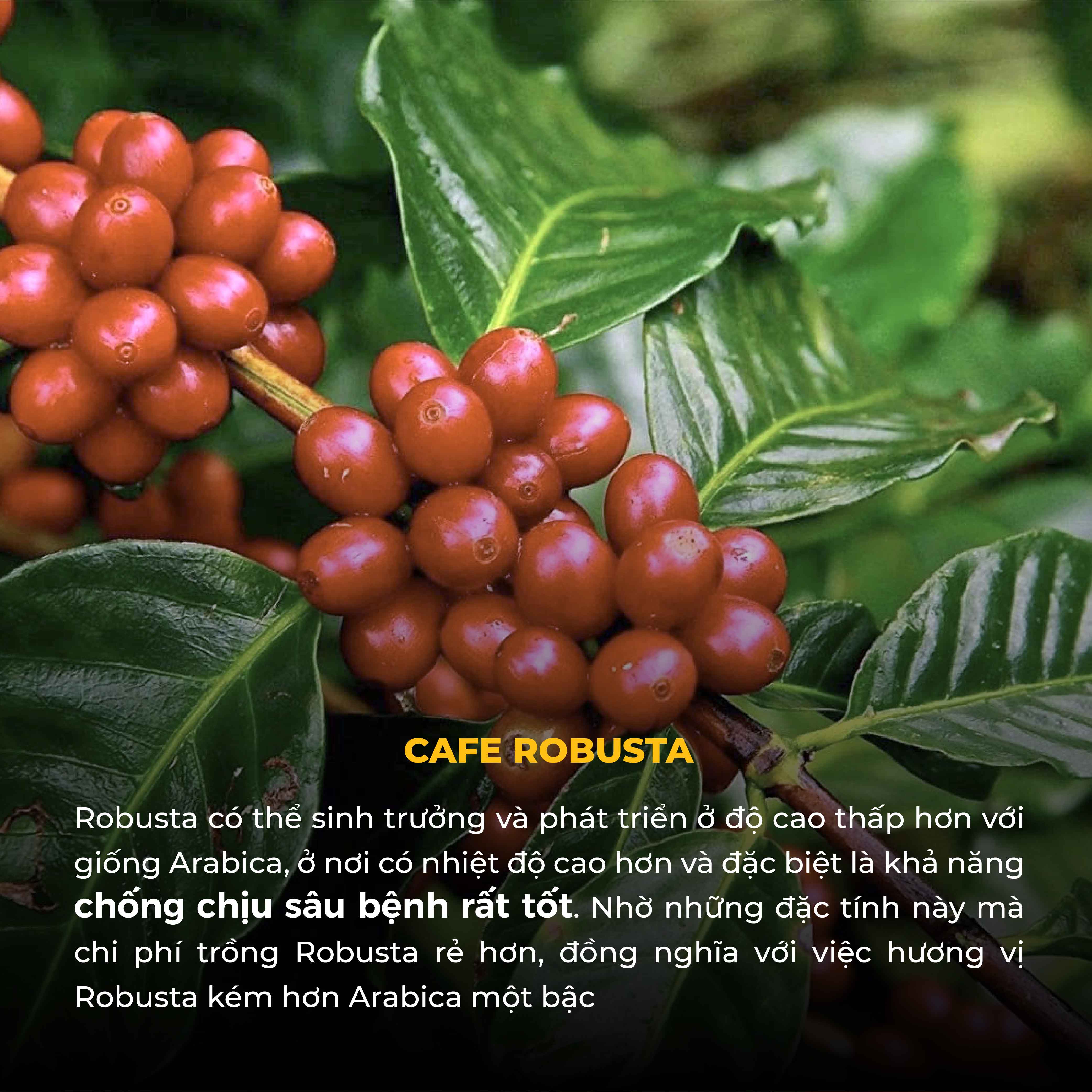 Combo Cà Phê Bột TORO ARABICA và ROBUSTA