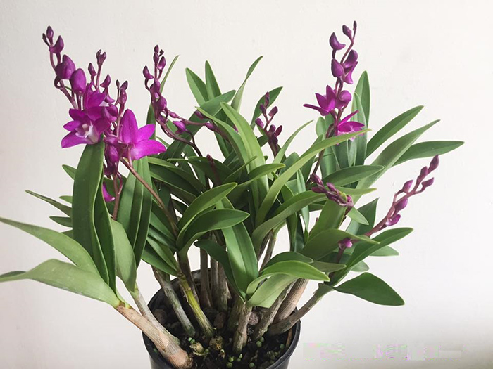 Phân Bón Thông Minh Rynan Flowermate 220  - Giúp Phong Lan Ra Hoa, Trổ Đồng Loạt, Lâu Tàn