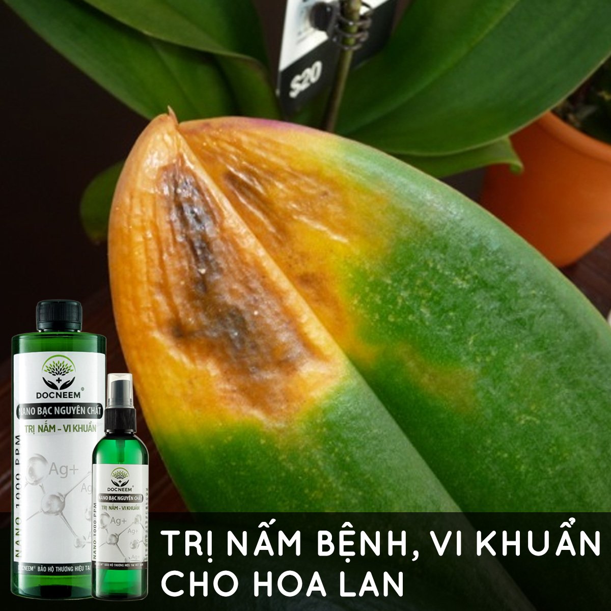 Nano bạc DOCNEEM nguyên chất trị nấm, vi khuẩn, virus cho cây hoa hồng, phong lan, trầu bà, monstera,  cây cảnh trong nhà và ngoài trời, hàng chính hãng, chai 500ml