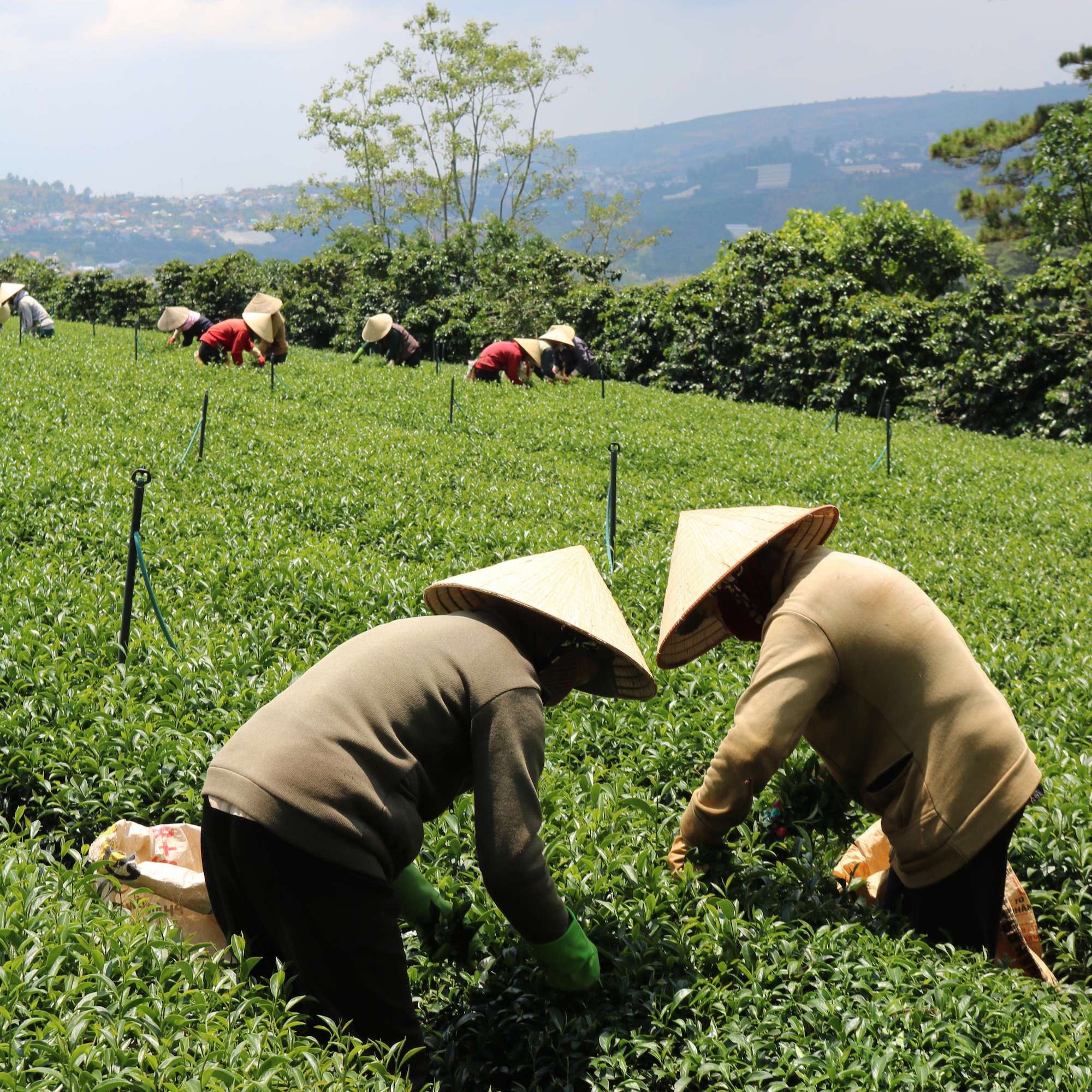 Trà Oolong Tấm Cầu Đất - Túi 500Gr -  Nguyên liệu làm trà sữa tự pha chế trà sữa đài loan Dalat Farm