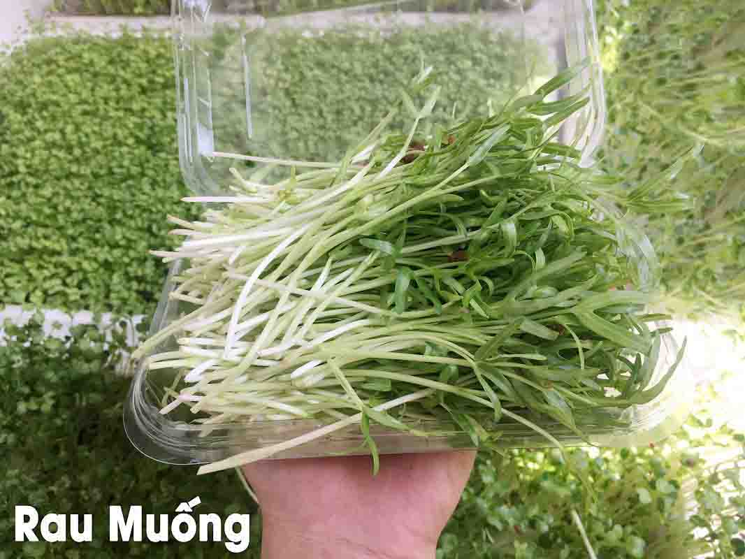 Hạt Giống Mầm Rau Muống Dễ Trồng Gói 50Gr RM01