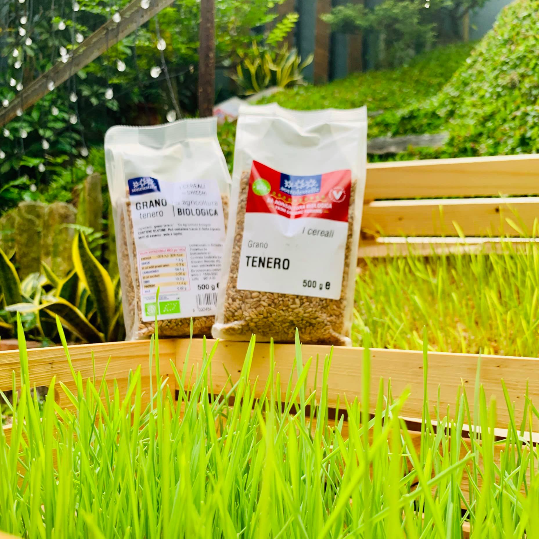 Hạt lúa mì hữu cơ Sottolestelle 500g Organic Wheat Grass (Triticum aestivum)