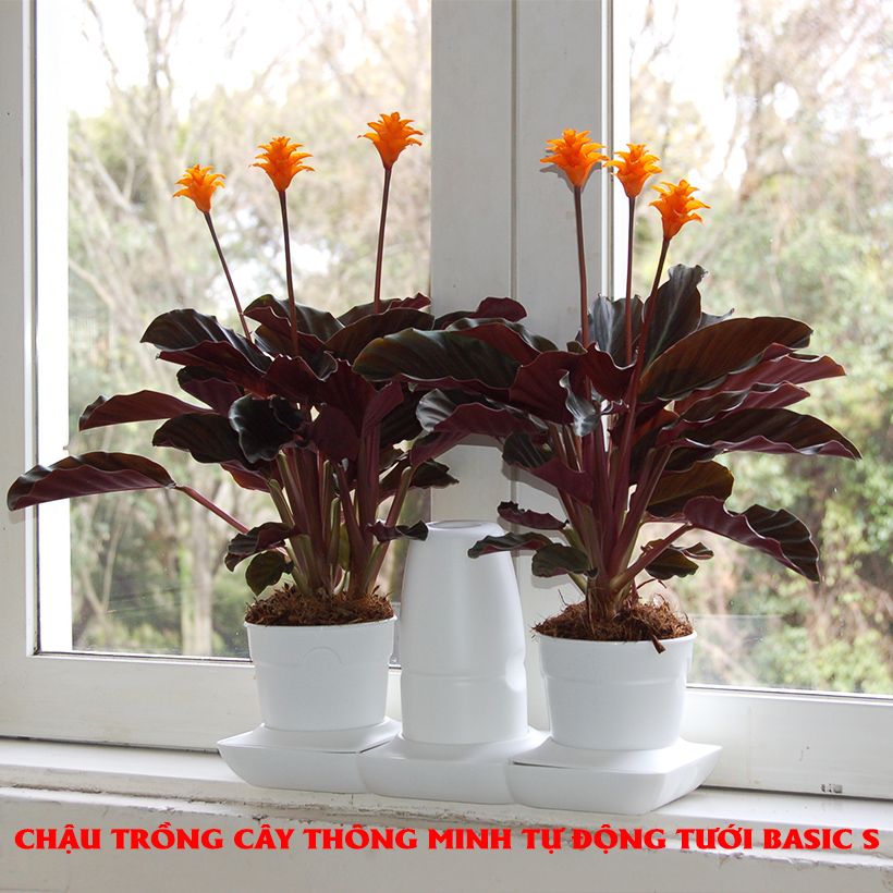 Bộ Chậu Trồng Cây Văn Phòng Thông Minh Tự Động Tưới Basic S mang phong cách Châu Âu,