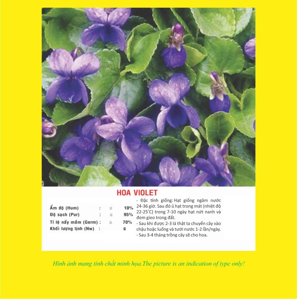 Hạt giống hoa Violet VTP78