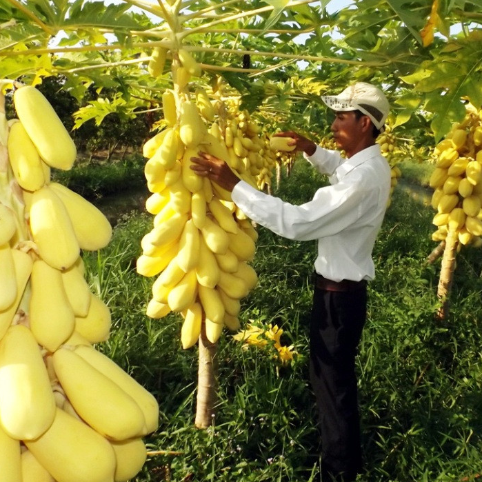 01 Gói Hạt Giống Đu Đủ Da Vàng - Nảy Mầm Cực Chuẩn