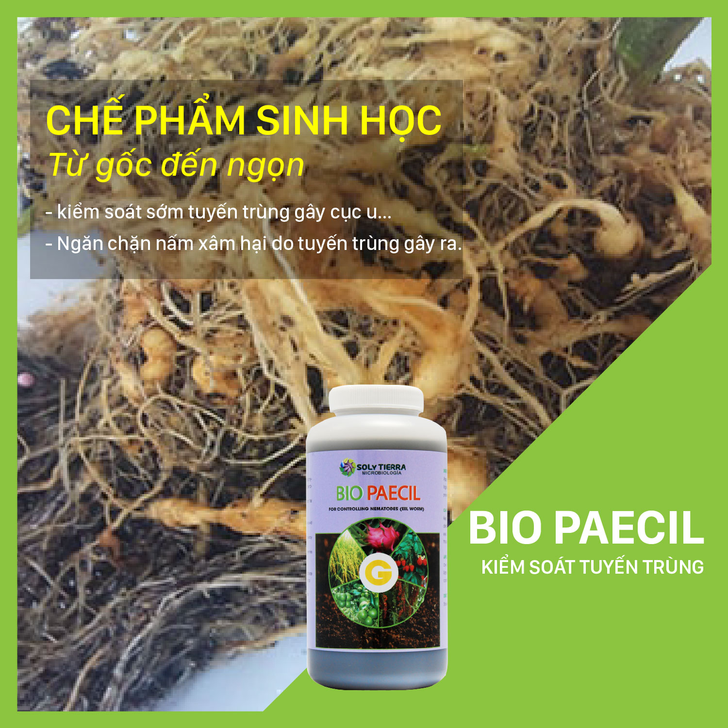 Vi sinh đặc trị tuyến trùng hại rễ Bio Paecil - NSX Sun & Earth Microbiology - Chai 1 quarter
