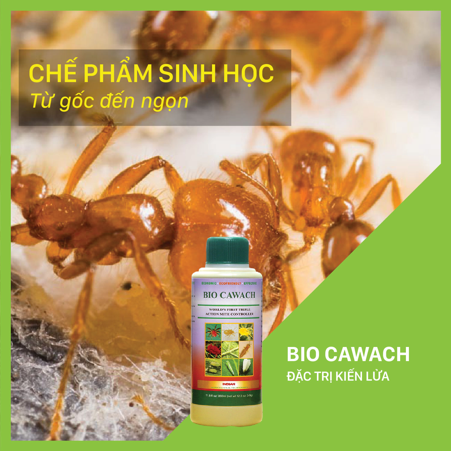 Bio Cawach - Chai 350 ml đặc trị kiến lửa tấn công cây trồng