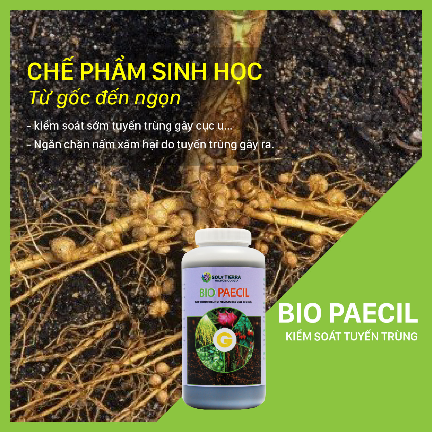 Vi sinh đặc trị tuyến trùng hại rễ Bio Paecil - NSX Sun &amp; Earth Microbiology chai 1 lít