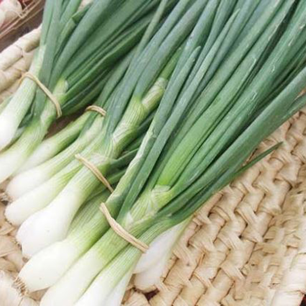 Hạt Giống HÀNH HOA Chất Lượng Cao Dễ Trồng Chống Chịu Sâu Bệnh Tốt RL001
