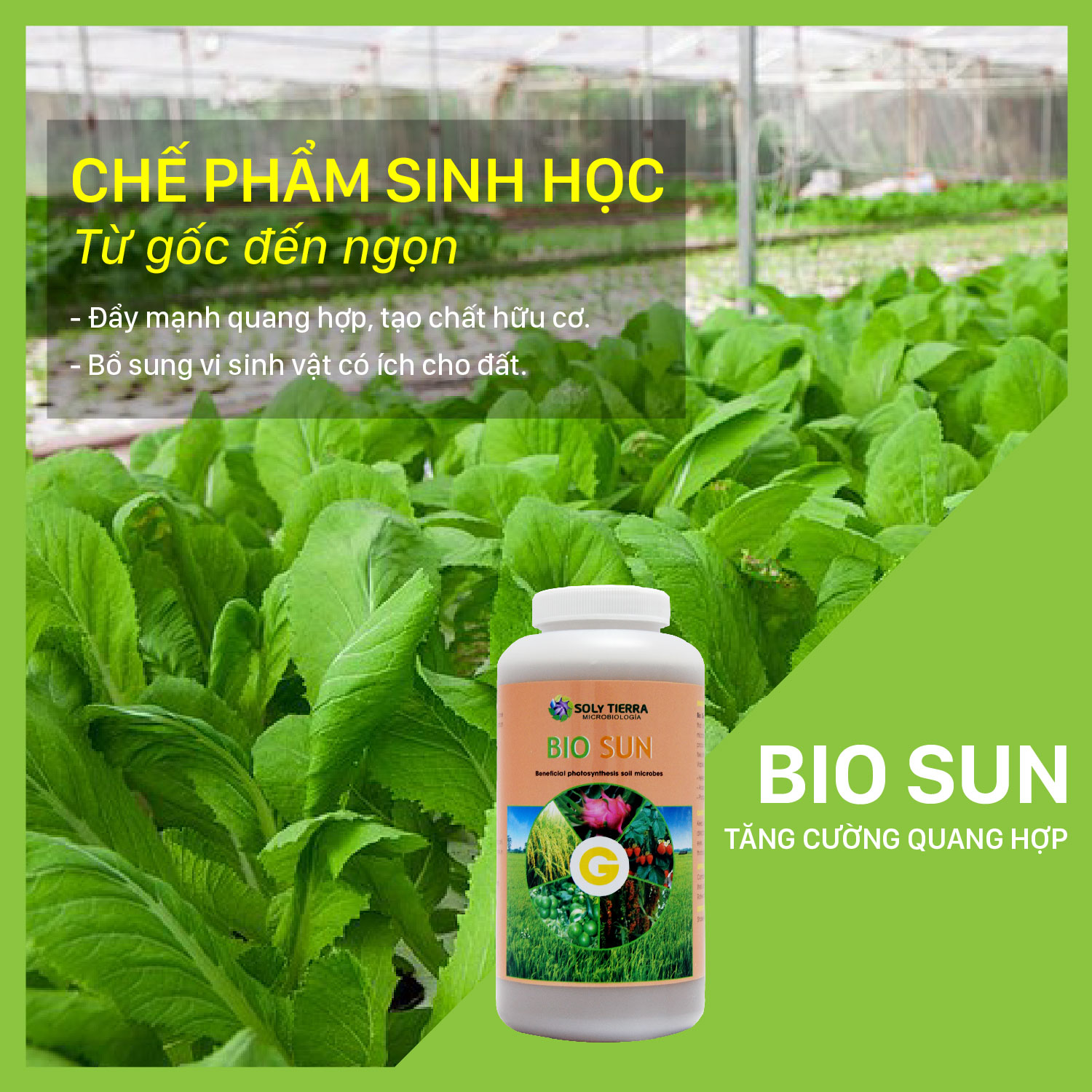 Vi sinh tăng cường, bổ sung quang hợp cho cây Bio Sun NSX Soly Tierra - Chai 1 quarter
