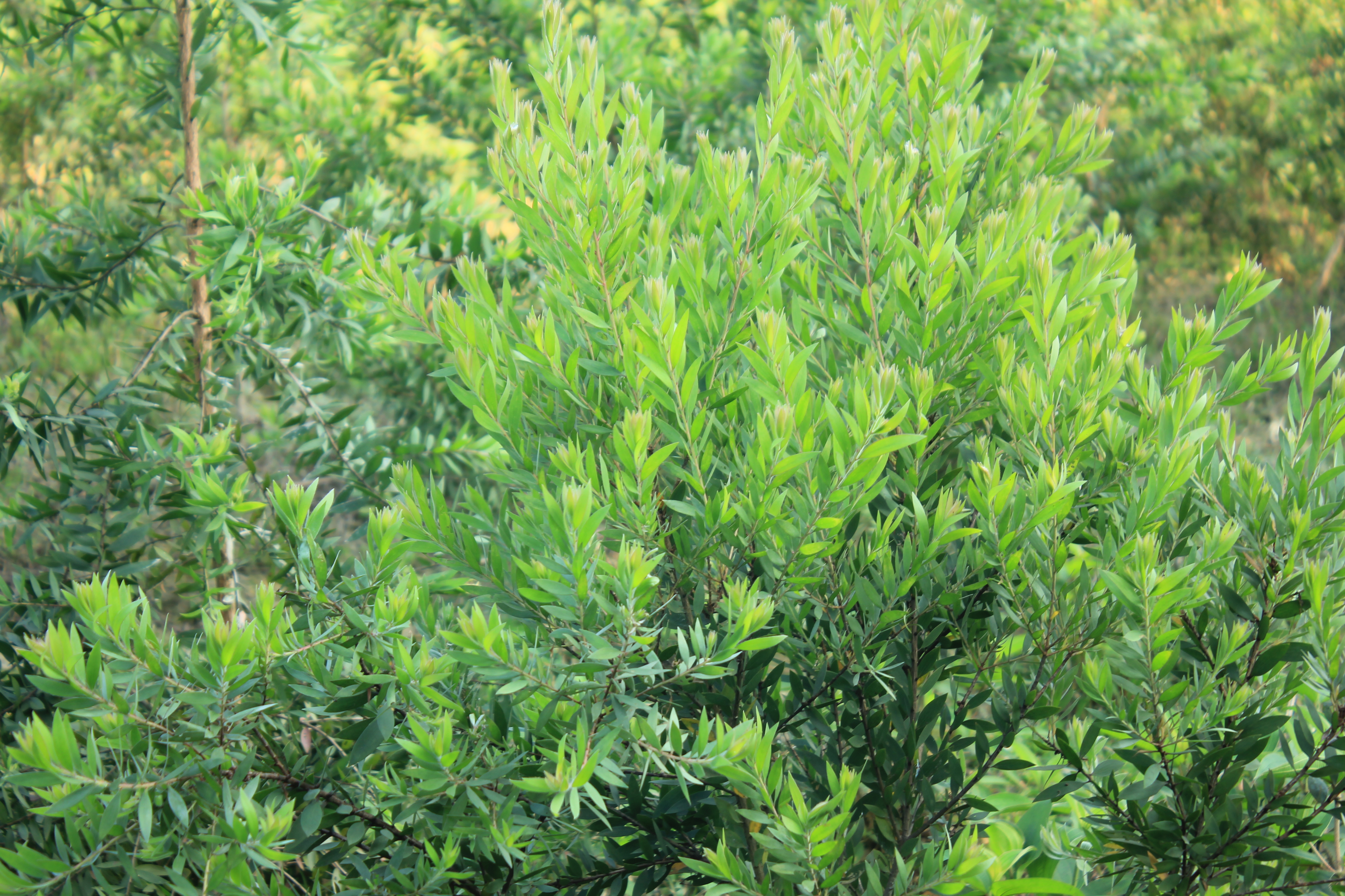Cao Tràm Sao la 11g - Melaleuca Essential oil Balm: Giúp làm ấm cơ thể, giảm triệu chứng côn trùng đốt, giảm đau đầu, nghẹt mũi ở bé. Sản phẩm từ thiên nhiên - Hàng Chính Hãng