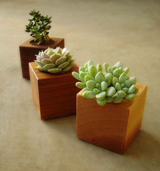 Combo 3 Chậu Trồng Cây Bằng Gỗ Nguyên khối Hình Vuông - Kích thước: 7x7cm